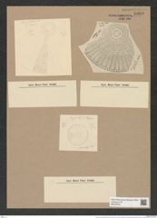 Arachnodiscus grevilleanus Hardm. (de-Toni-Nr.: Genus 204, Species 5212) Zeichnungen Sammlung Grunow Nr. 8999 (NHMW-BOT-W0378703)